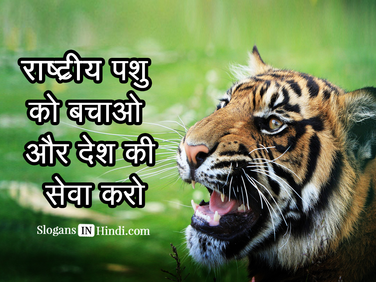 Save Tigers Slogans In Hindi